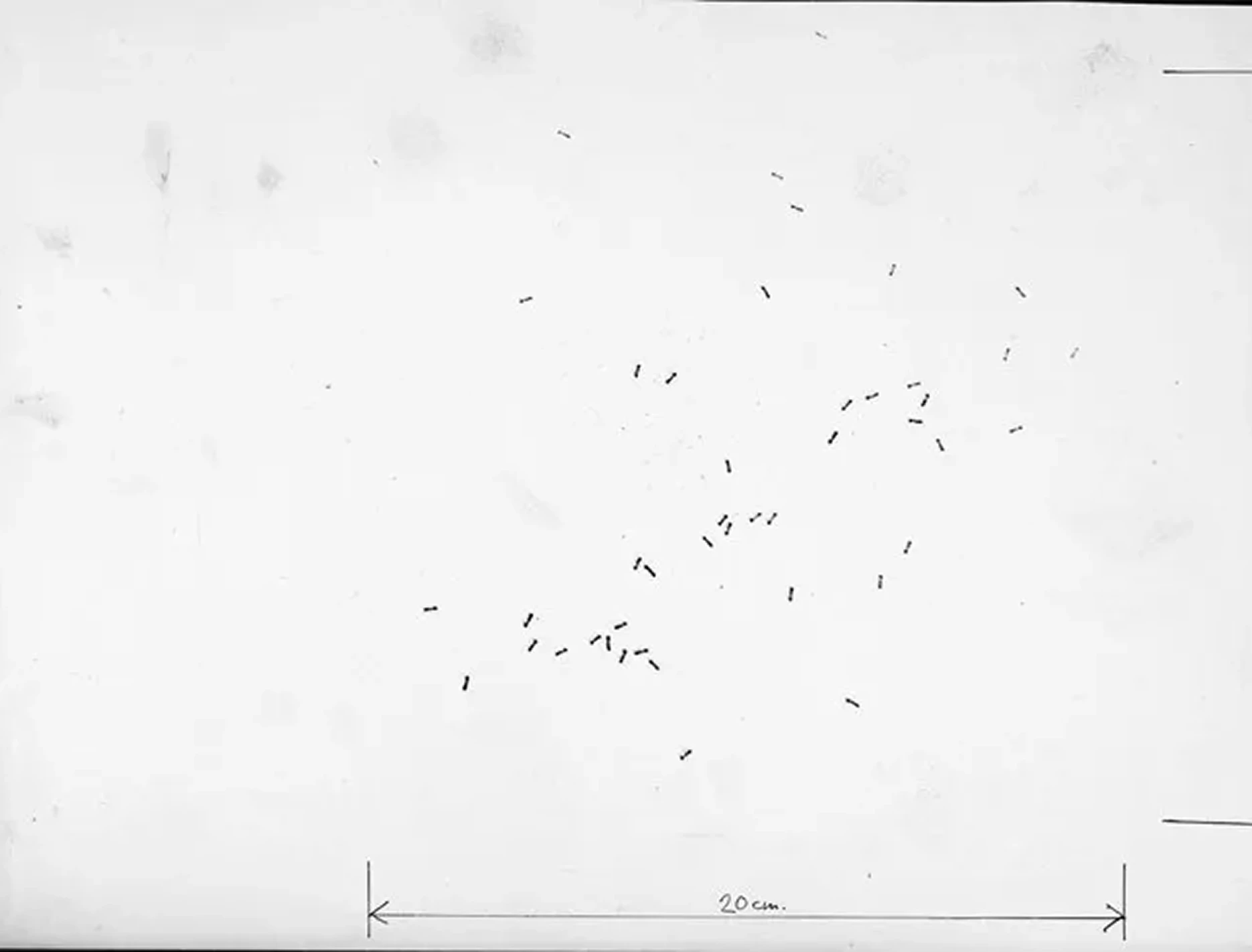 Detail of Benjamin Patterson’s Ants, showing scattered ink marks on white paper derived from the movement of ants, used as the basis for a chance-based sound composition.